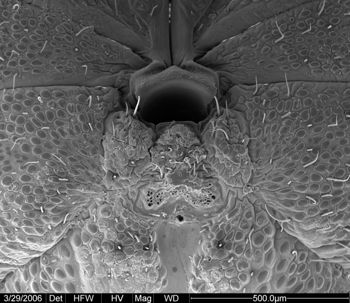 Media type: image; Invertebrate Zoology 133769